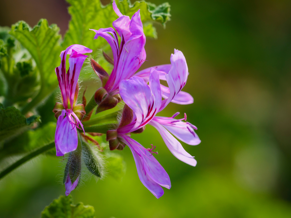 Pelargonia afrykańska pierwotnie uprawiana była w południowych częściach Afryki (fot. Shutterstock).